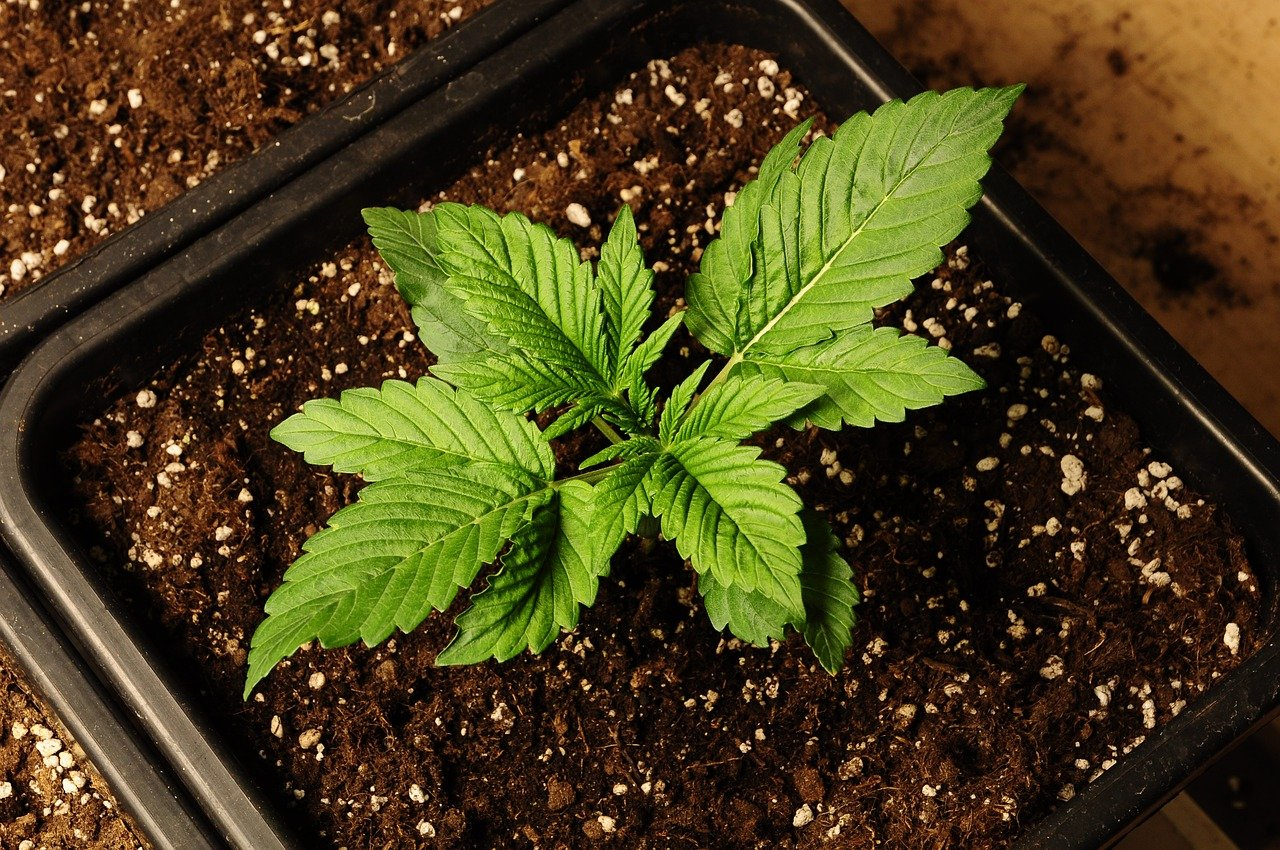 Marihuana - Plantage