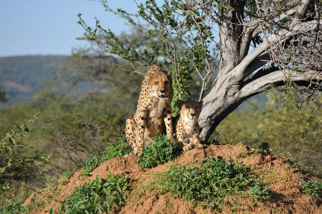 Safari in Tanzania